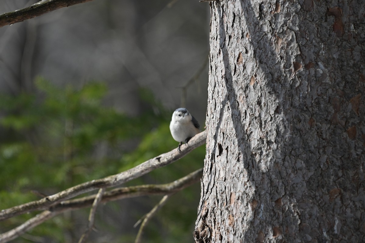 White-breasted Nuthatch - ML548454931