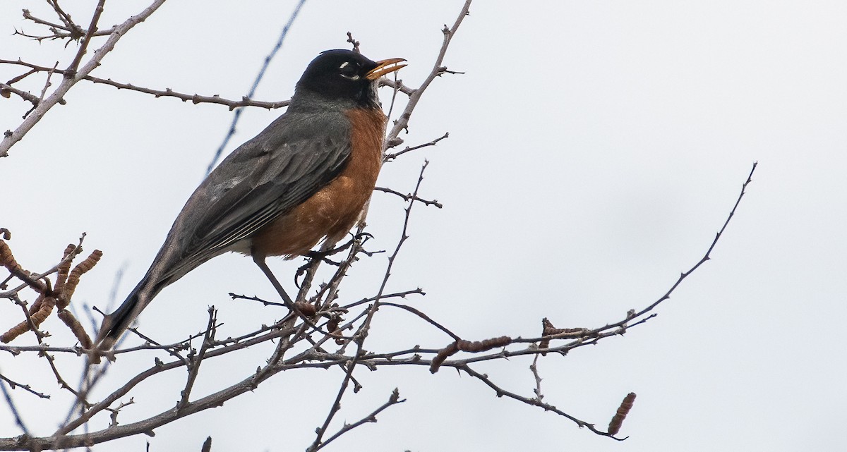 American Robin - ML548455401