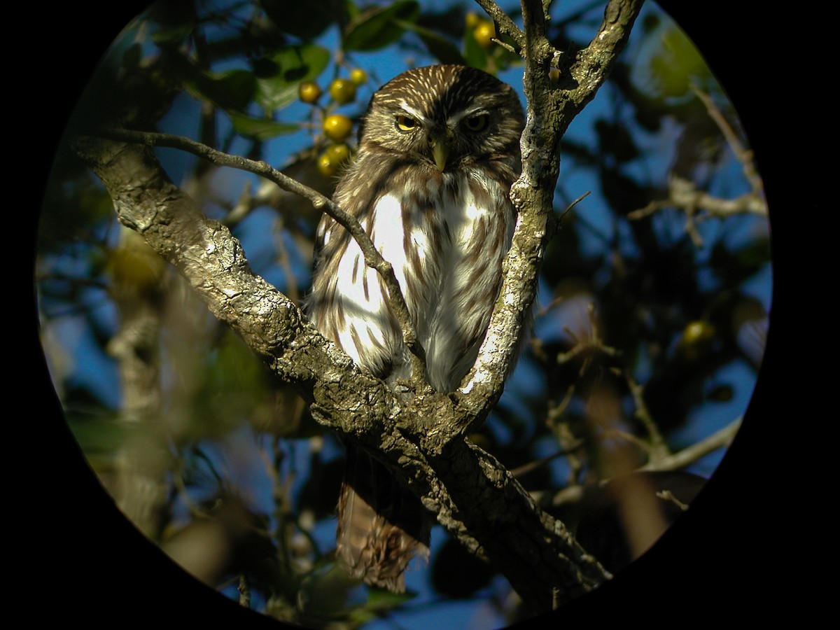 Ferruginous Pygmy-Owl - Scott Carpenter