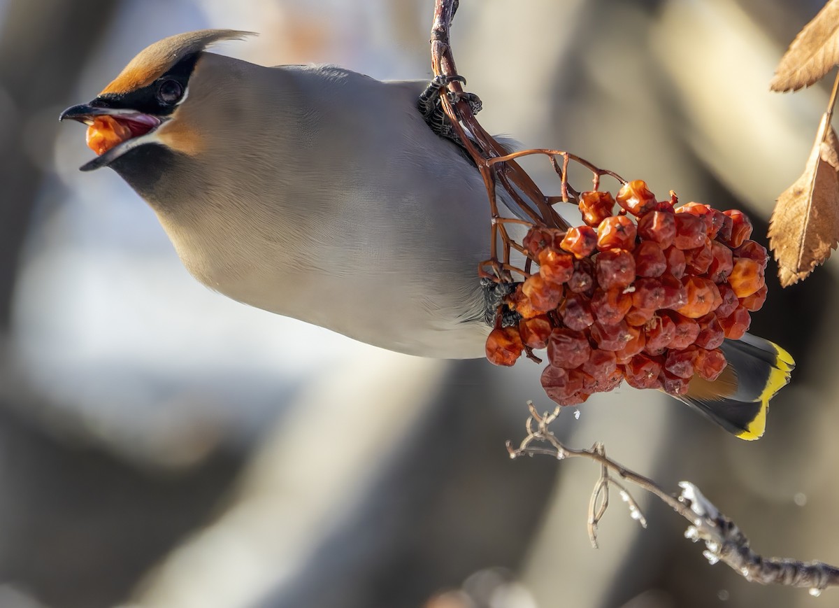 Bohemian Waxwing - ML548460091