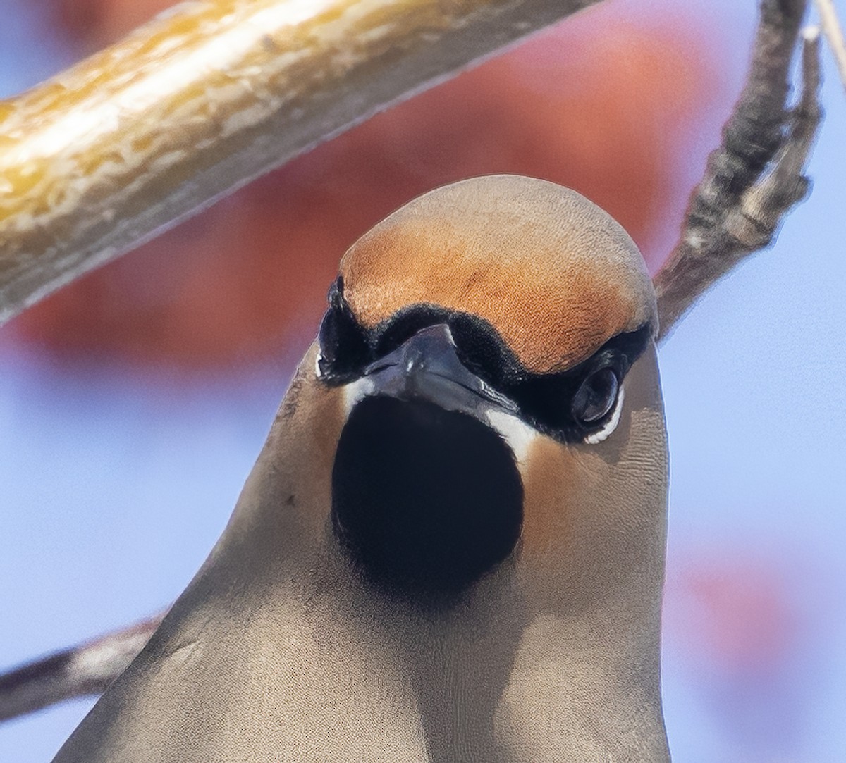 Bohemian Waxwing - ML548460101