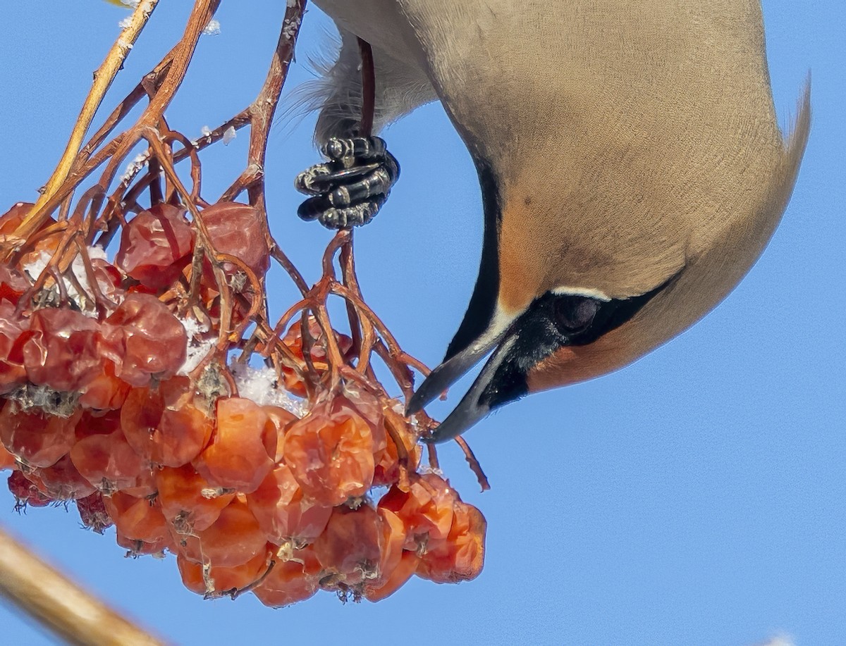 Bohemian Waxwing - ML548460111