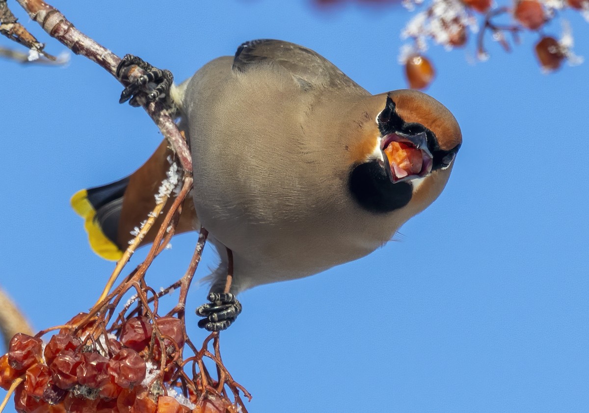 Bohemian Waxwing - ML548460121