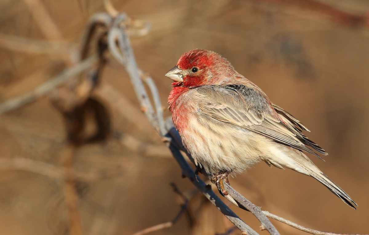 House Finch - ML54846131