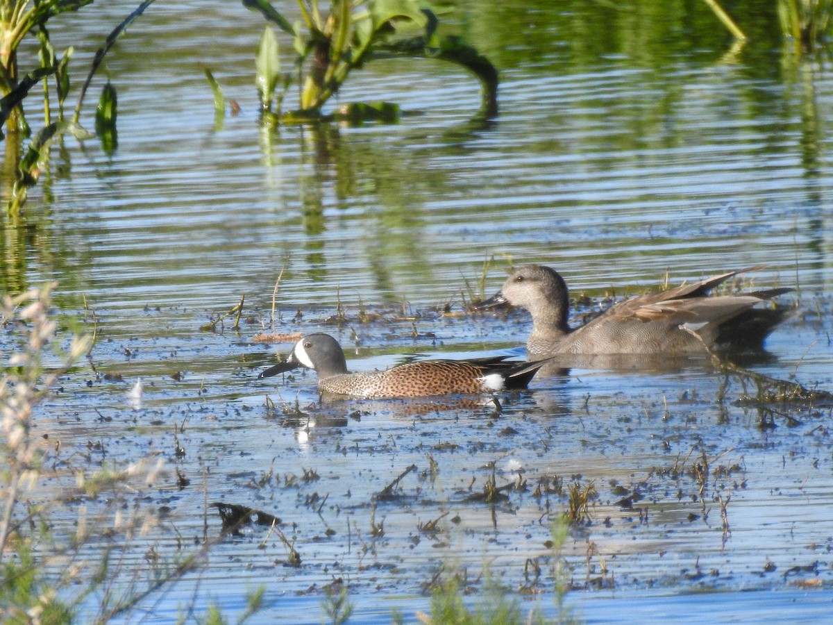 Blue-winged Teal - ML548461611
