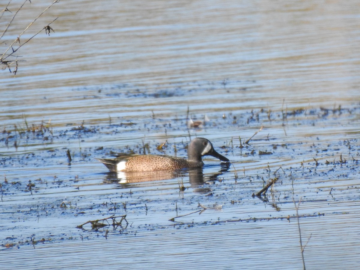 Blue-winged Teal - ML548461711