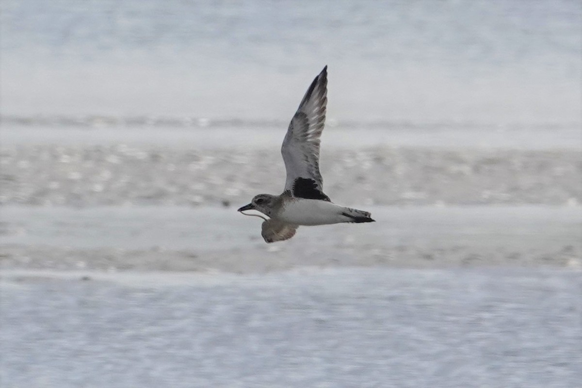 Black-bellied Plover - Paul Mulholland