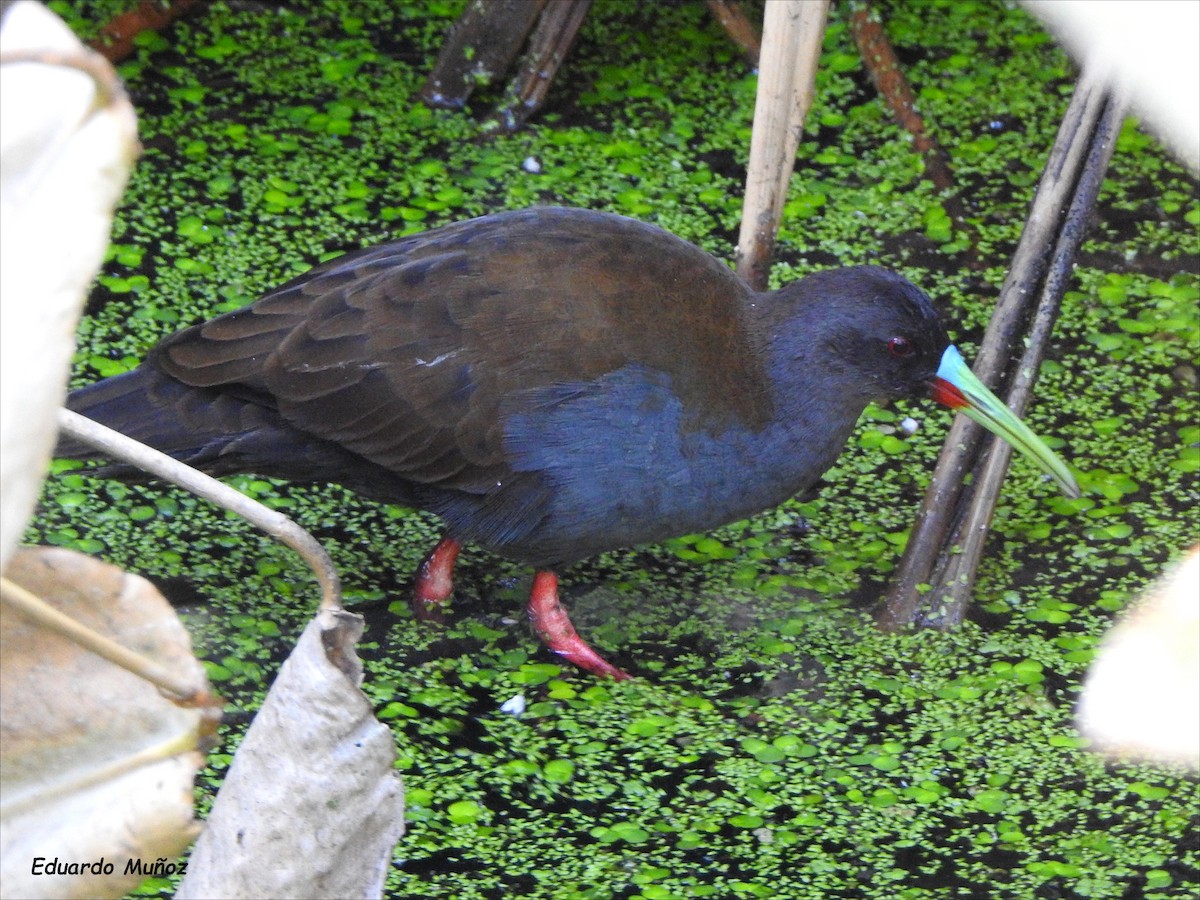 Plumbeous Rail - ML548462911