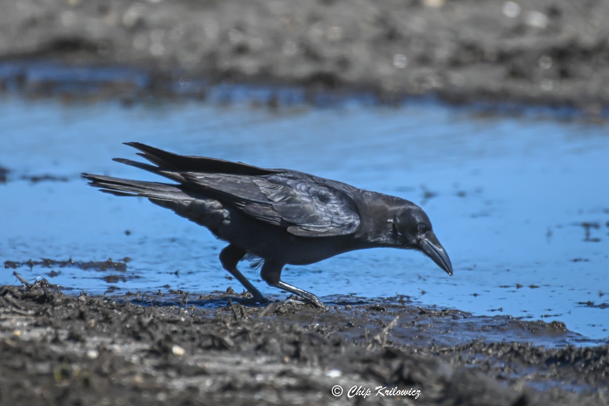 American Crow - ML548465531