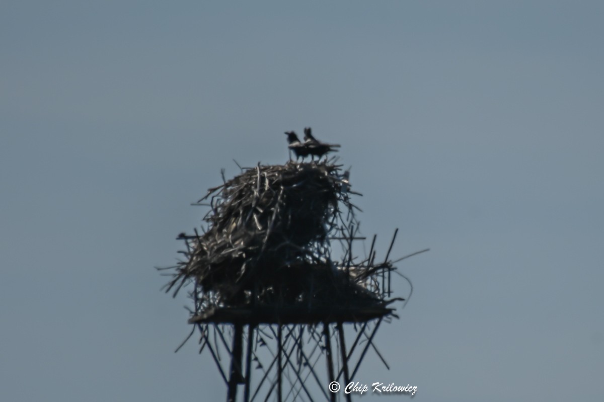 Common Raven - Chip Krilowicz