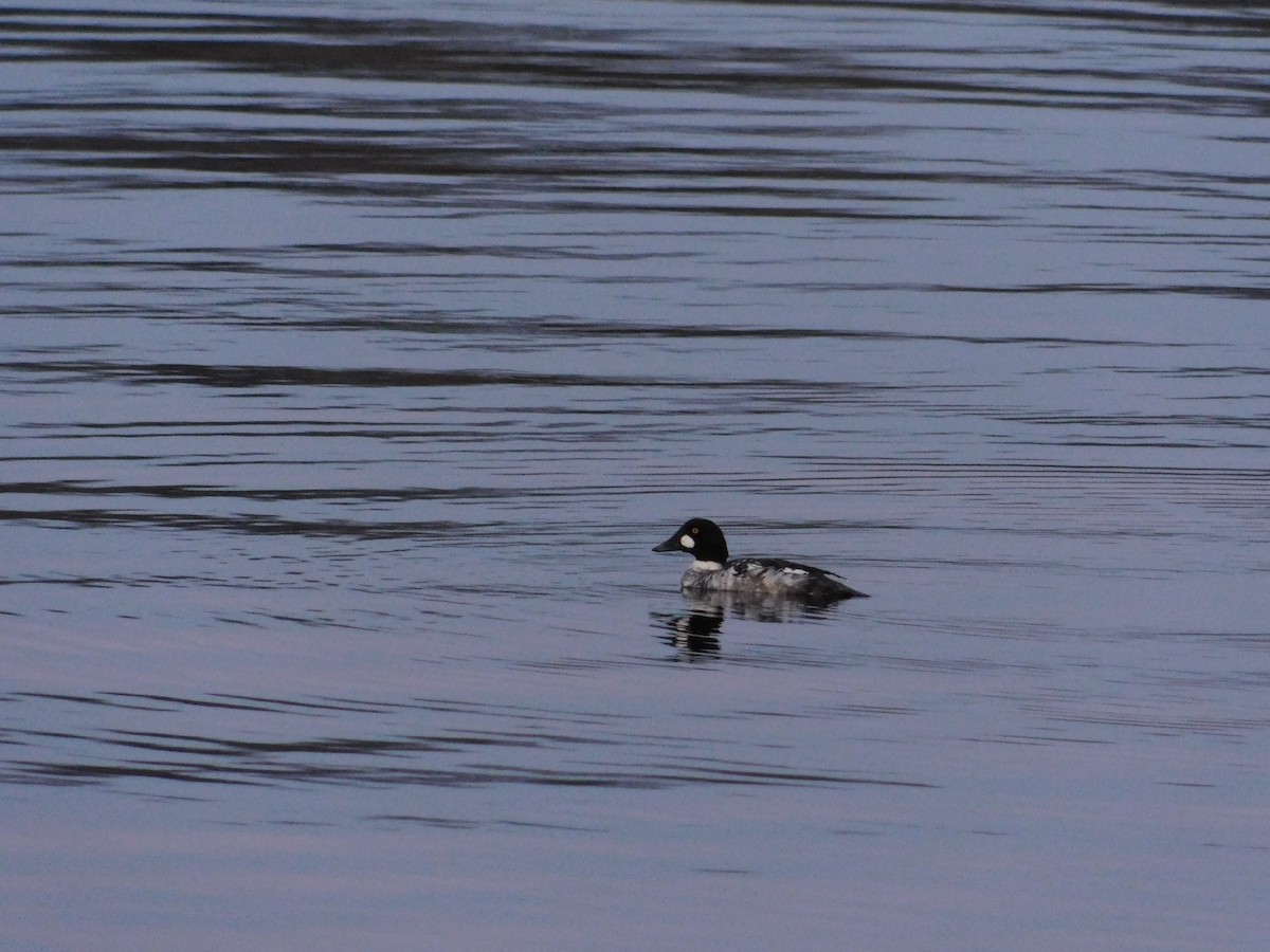 Common Goldeneye - ML548466971