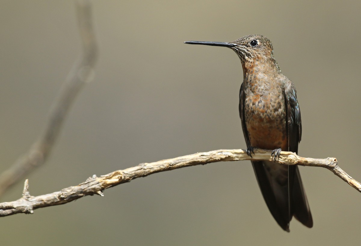 Giant Hummingbird - ML54846761