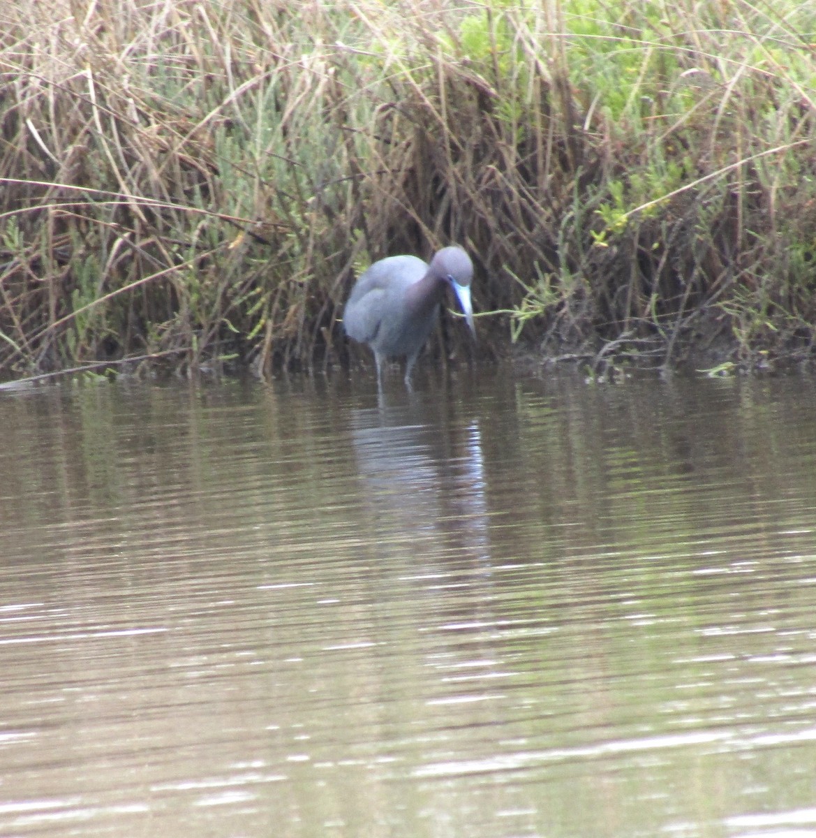 Little Blue Heron - ML548467651