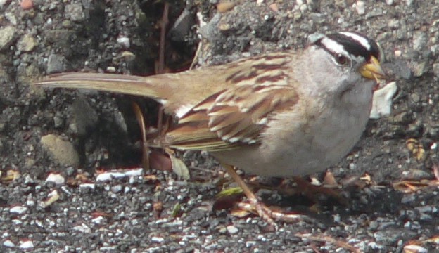 White-crowned Sparrow - ML548468611