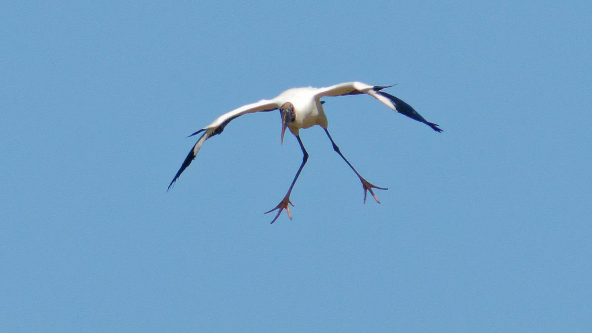 Wood Stork - ML548470381