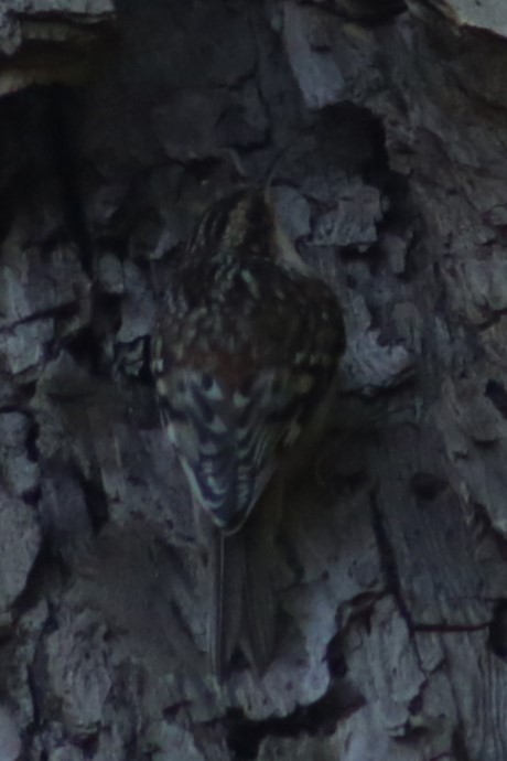 Brown Creeper - Bentley Colwill