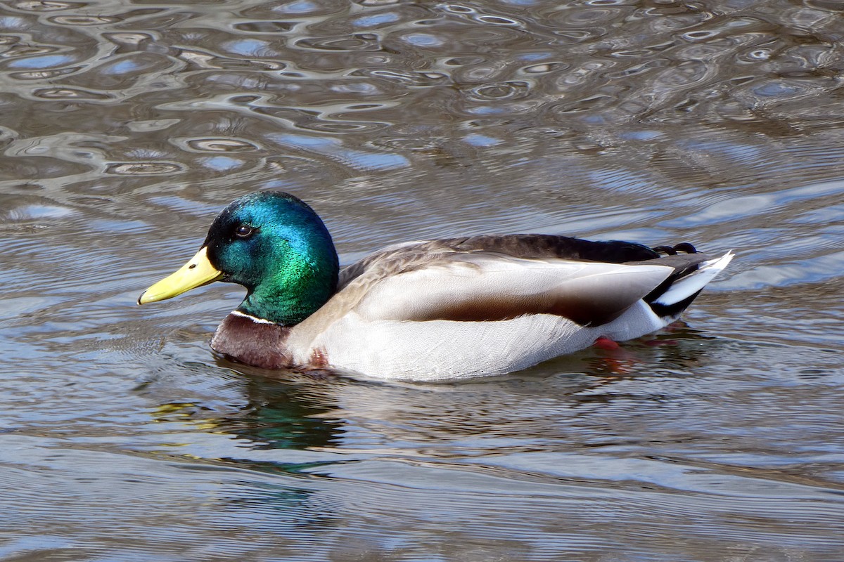 Mallard - ML548471561