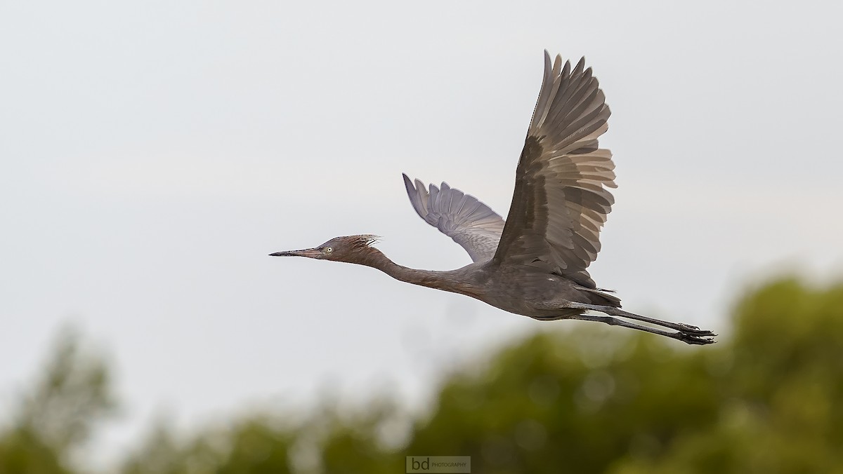 Reddish Egret - ML548471621