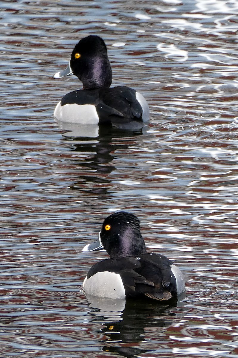 Ring-necked Duck - ML548471731