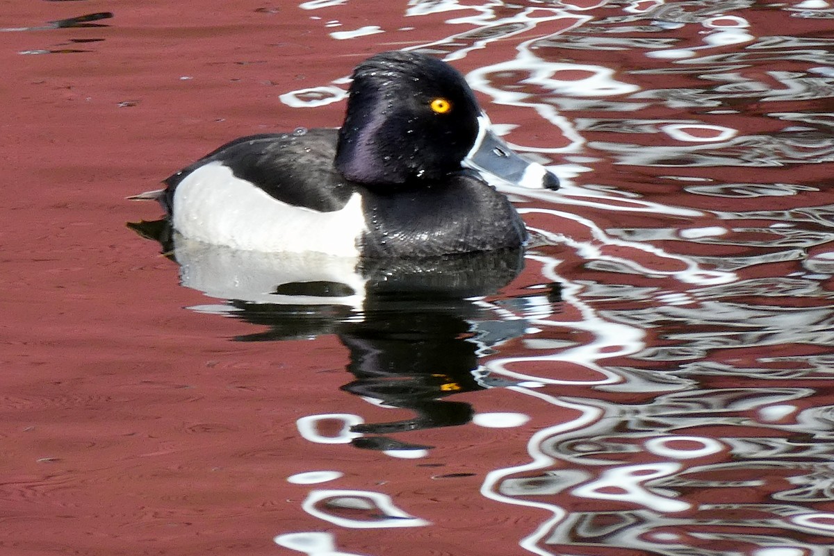 Ring-necked Duck - ML548471741