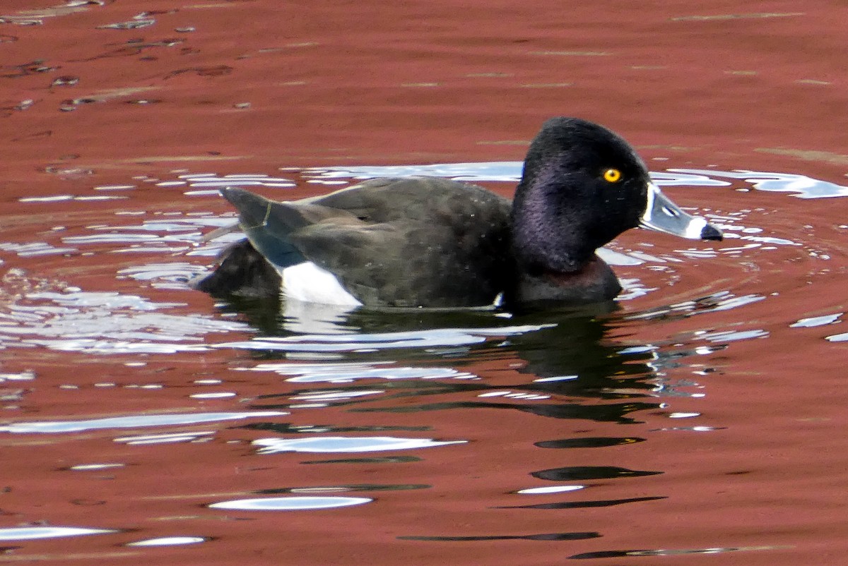 Ring-necked Duck - ML548471751