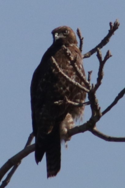 Red-tailed Hawk (calurus/alascensis) - ML548471941