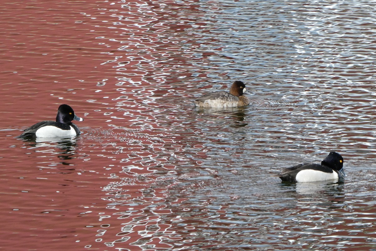 Greater/Lesser Scaup - ML548472131