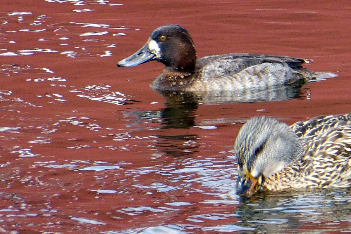 Greater/Lesser Scaup - ML548472141