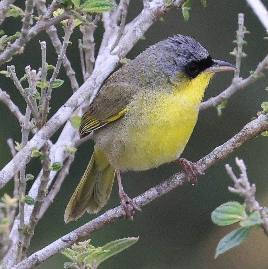 Gray-crowned Yellowthroat - ML548472221