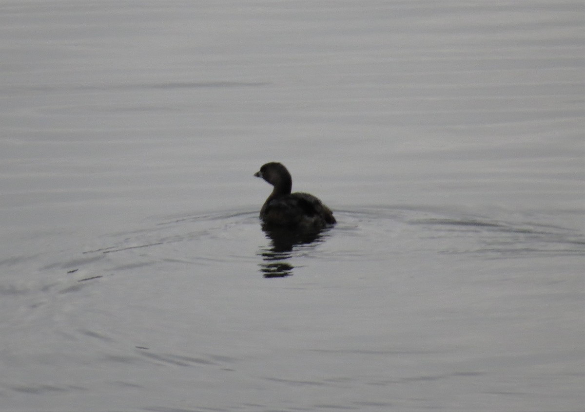 Pied-billed Grebe - ML548473181