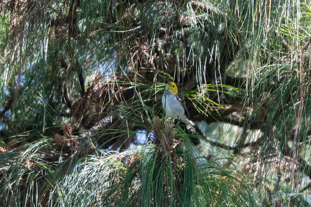 Hermit Warbler - Steve Rappaport