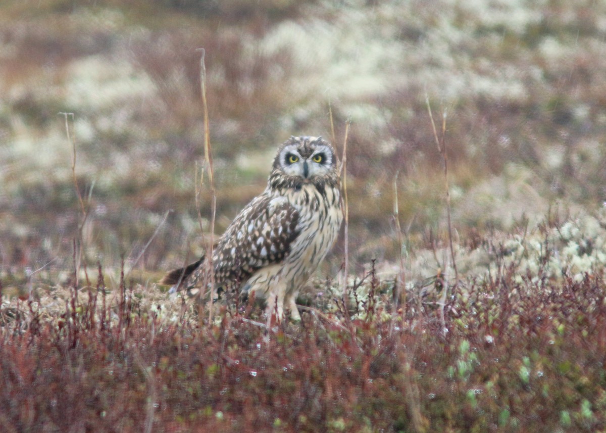 Short-eared Owl - ML548476341