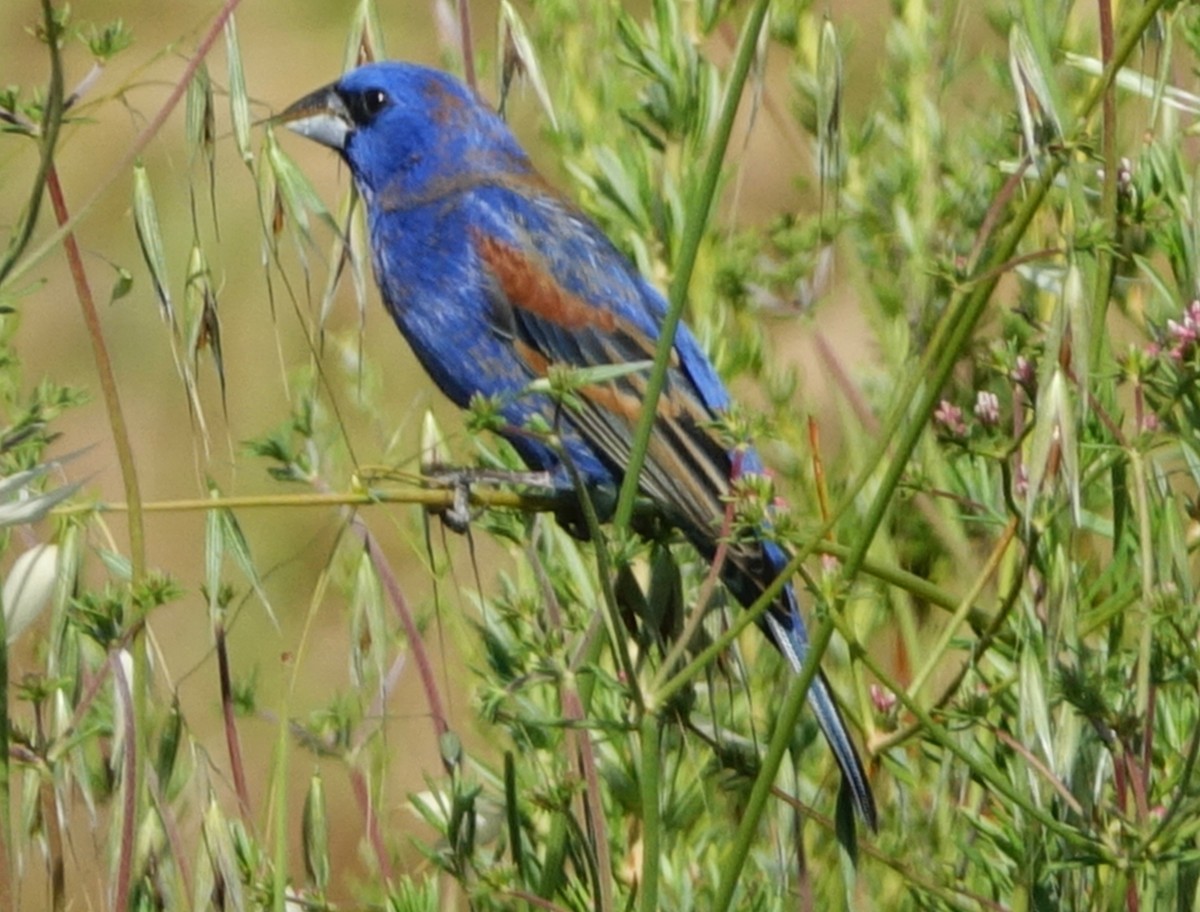 Blue Grosbeak - ML54847761