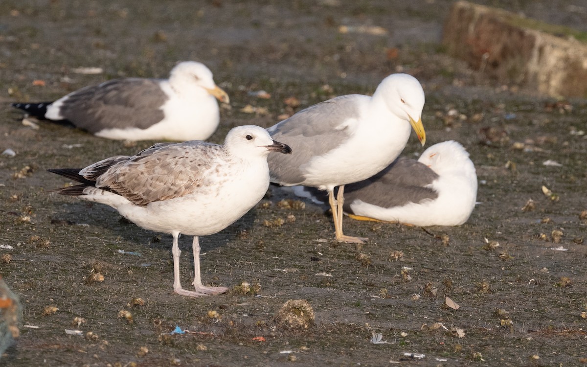 Caspian Gull - ML548479371