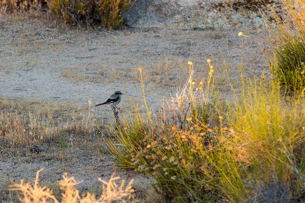 Loggerhead Shrike - ML548479421