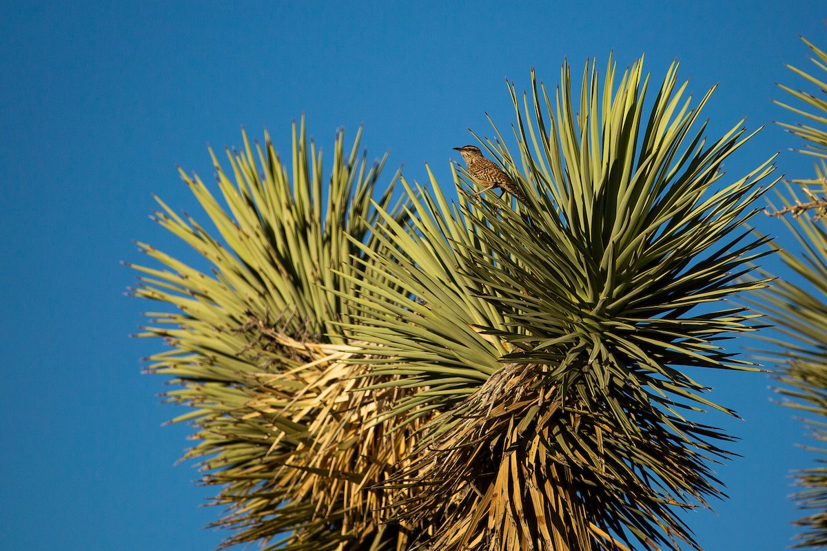 Cactus Wren - ML548479551