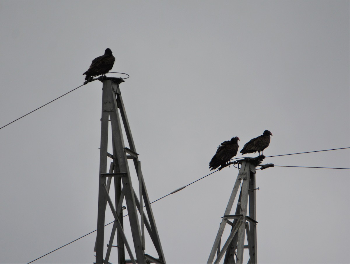 Turkey Vulture - "Chia" Cory Chiappone ⚡️