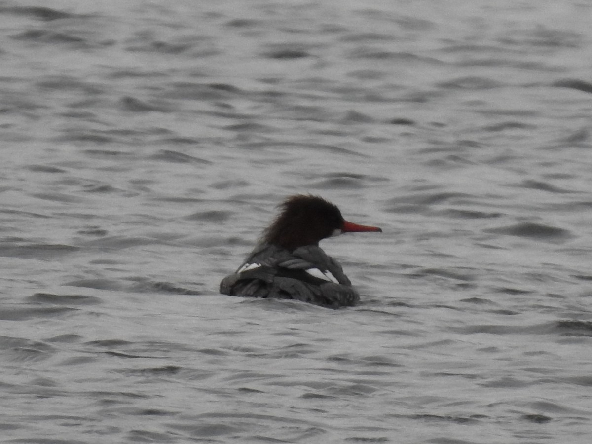 Common Merganser - ML548481381