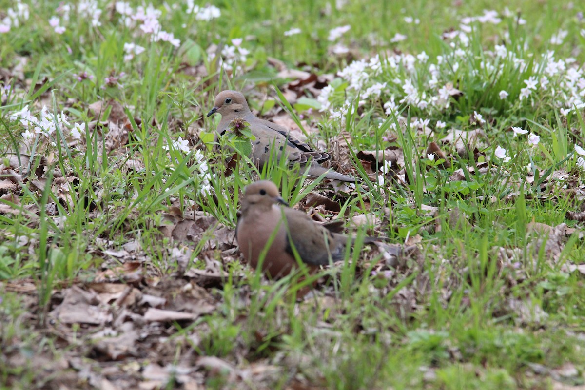 Mourning Dove - George Dokes