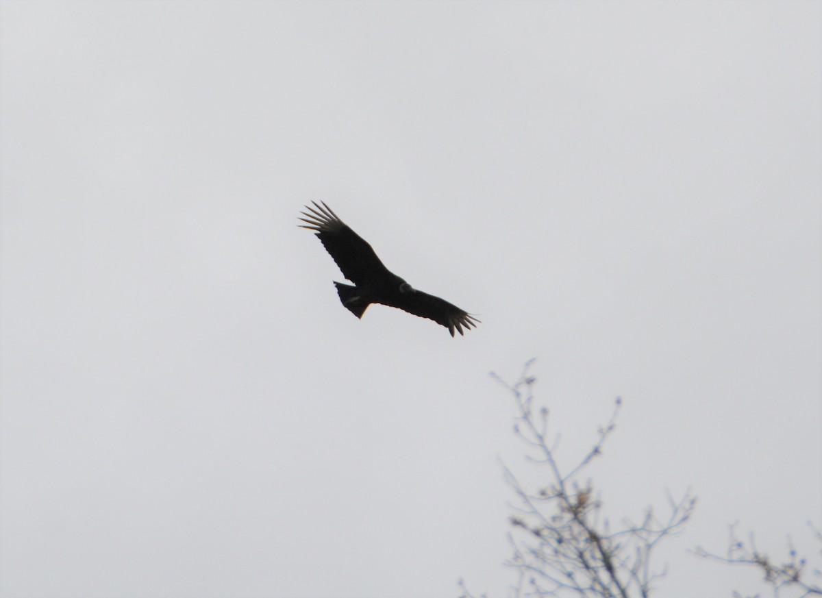 Black Vulture - ML548481631