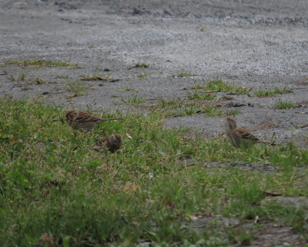 Field Sparrow - ML548482121