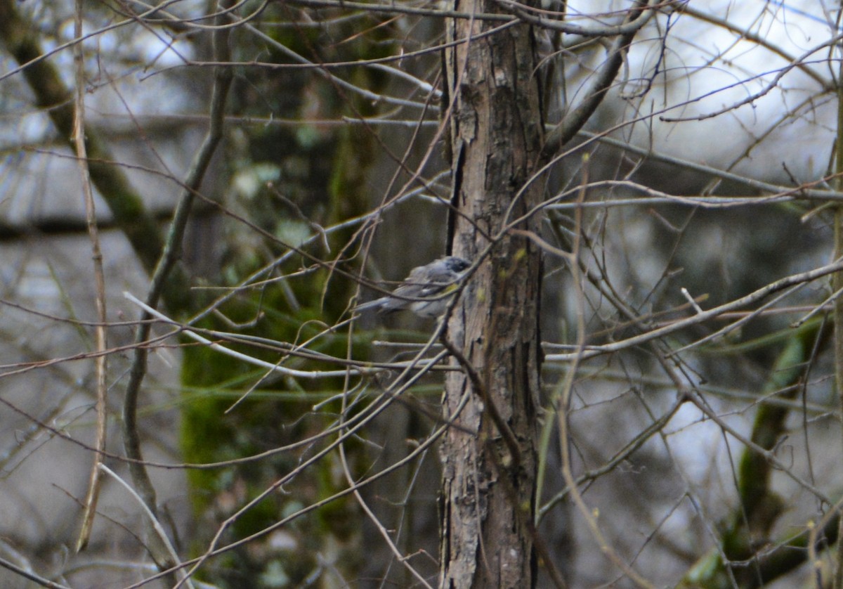 Yellow-rumped Warbler (Myrtle) - ML548482181
