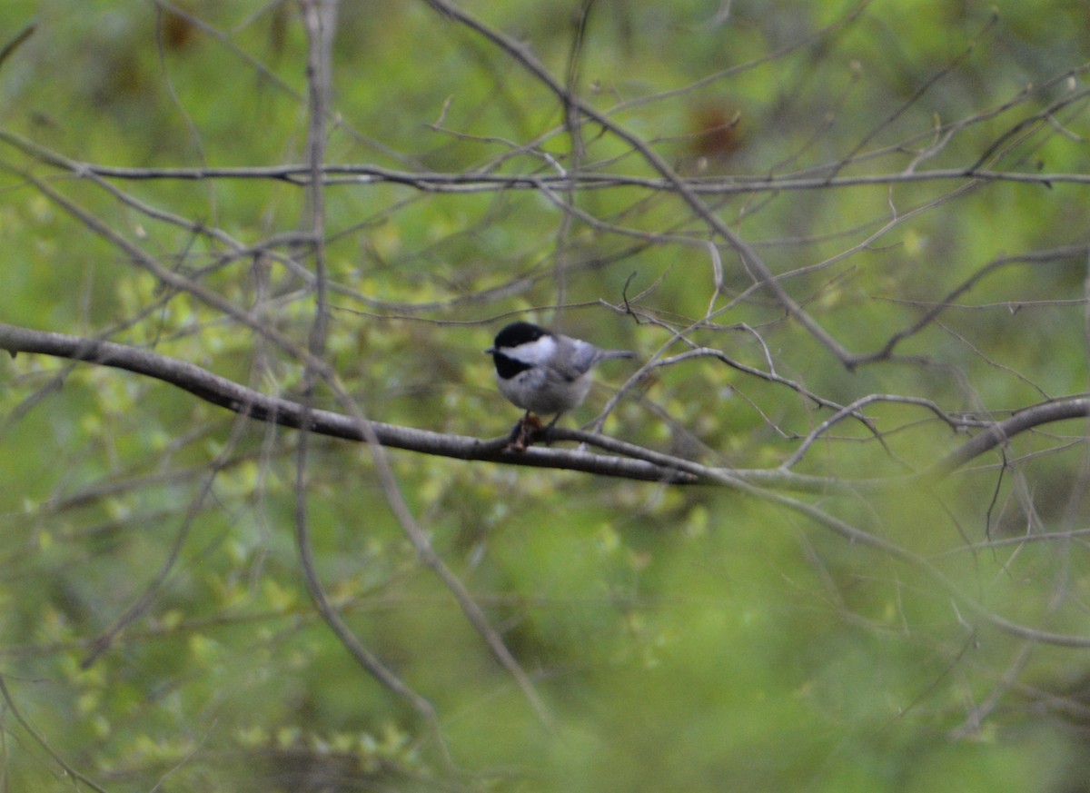Carolina Chickadee - ML548482361