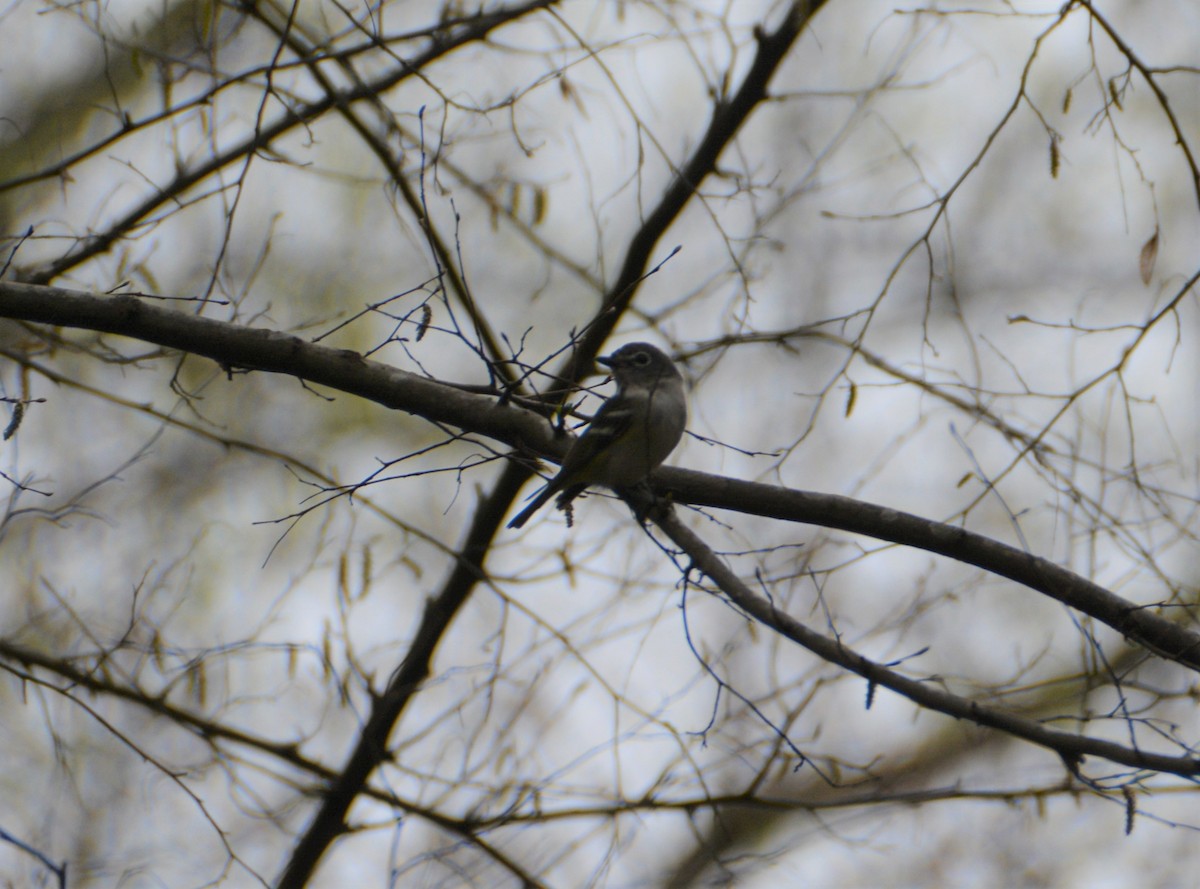Blue-headed Vireo - ML548482421
