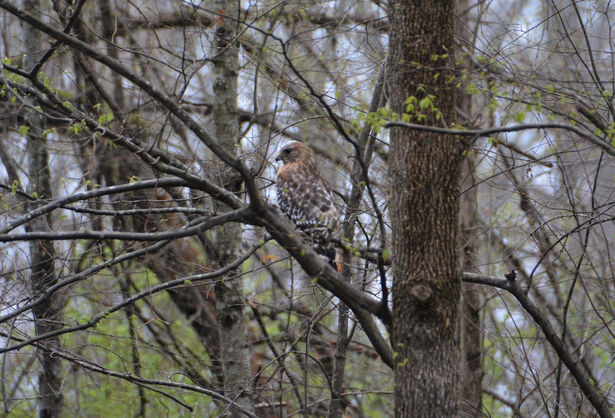 Red-shouldered Hawk - ML548482711