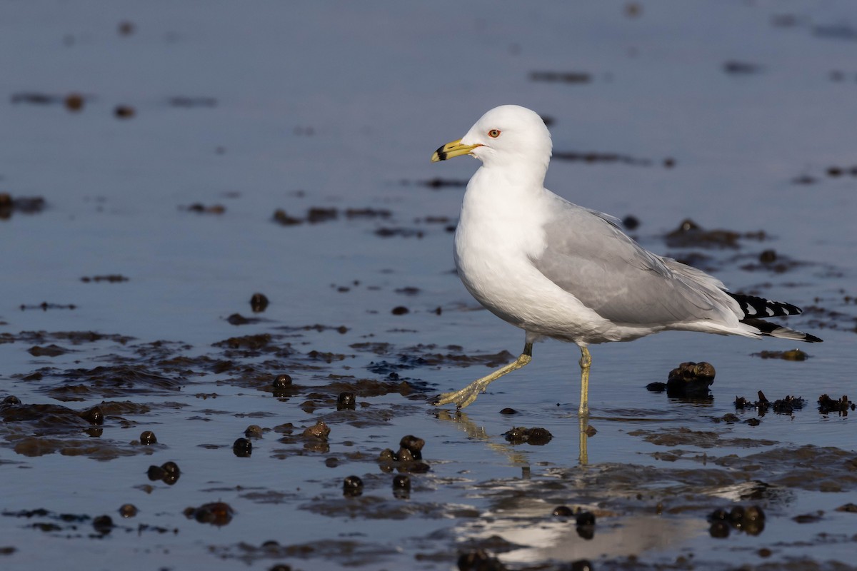 Ring-billed Gull - ML548482731