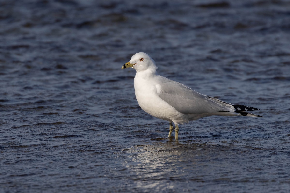 Ring-billed Gull - ML548482741