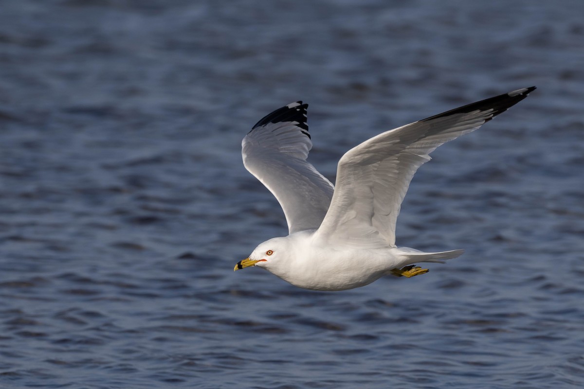 Ring-billed Gull - ML548482851