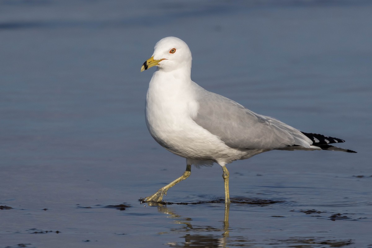 Ring-billed Gull - ML548482861