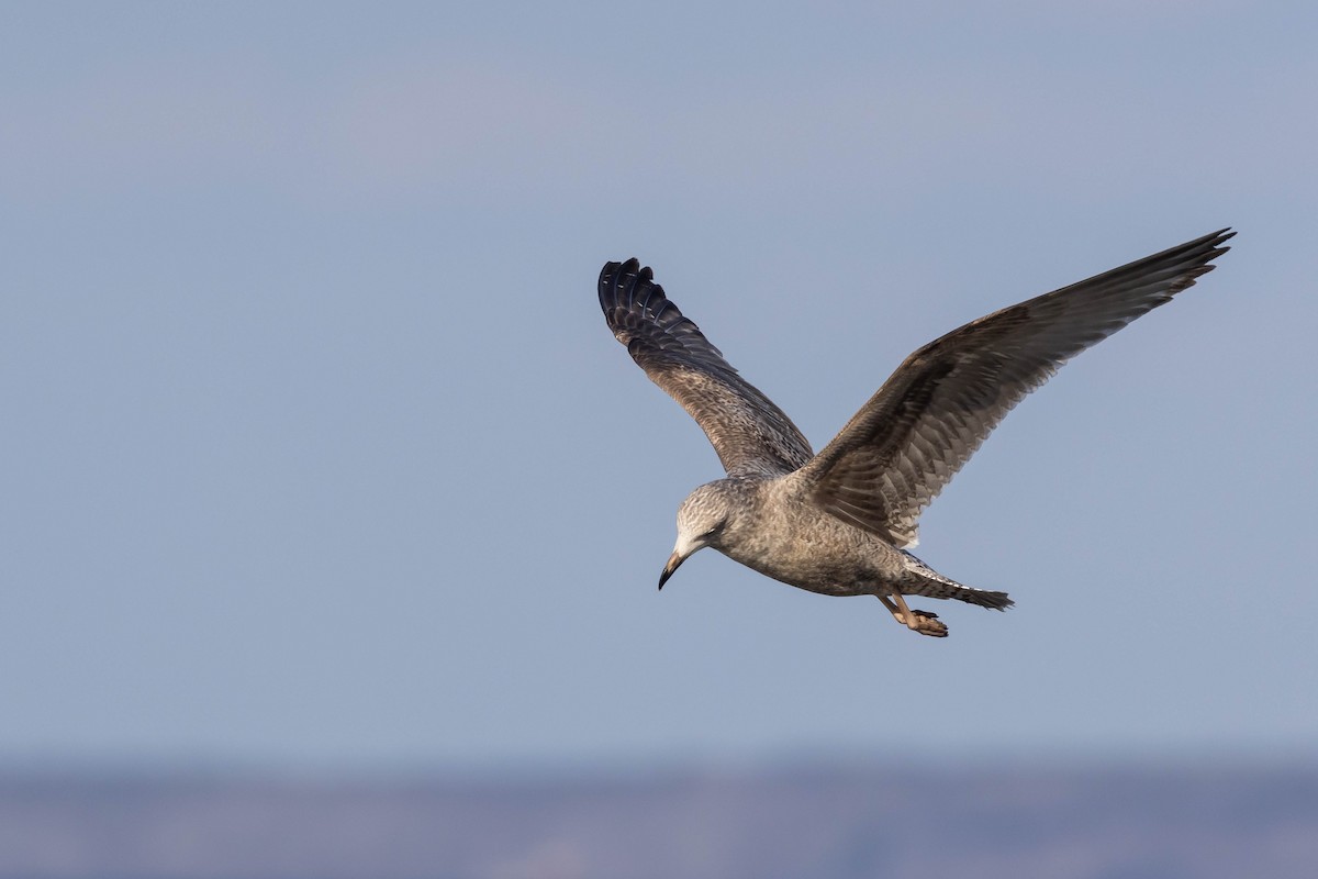 Herring Gull - ML548482871